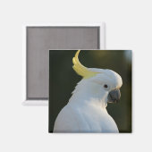 Magnet Kakadu (Vorderseite/Rückseite)