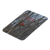 Magnet-Kardinäle erscheinen, wenn Engel nahe sind. Magnet (Linke Seite)