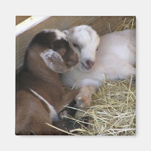 Magnet ~ Kinderziege: Liebe (Vorne)