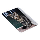 Magnet: Kitten Magnet (Rechte Seite)