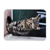 Magnet: Kitten Magnet (Horizontal)