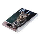 Magnet: Kitten Magnet (Linke Seite)