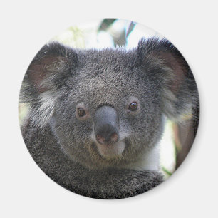 Magnet Koala Australien Foto ZIZAGO