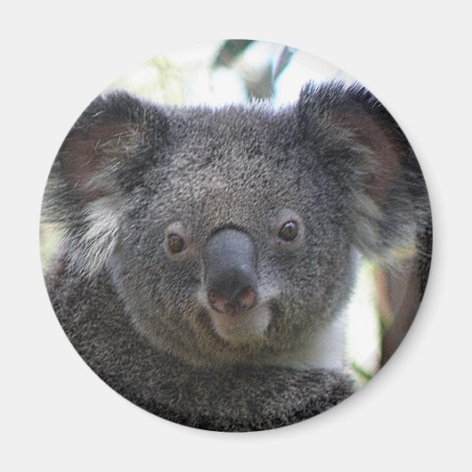 Magnet Koala Australien Foto ZIZAGO (Vorne)