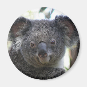 Magnet Koala Australien Foto ZIZZAGO