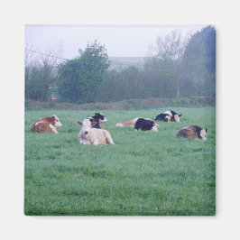 Magnet - Kühe - Farbe