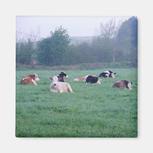 Magnet - Kühe - Farbe (Vorne)