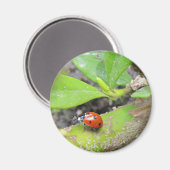 Magnet—Ladybug Magnet (Vorderseite/Rückseite)