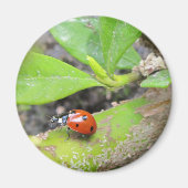 Magnet—Ladybug Magnet (Vorne)