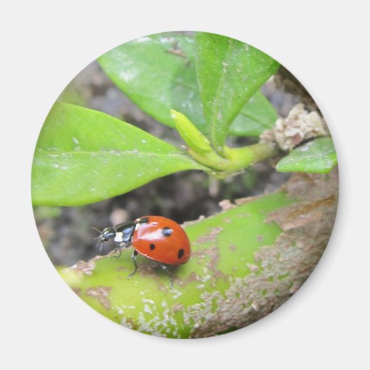Magnet—Ladybug Magnet (Vorne)