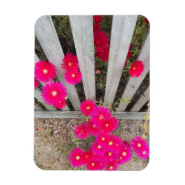 Magnet lautes Rosa Daisons