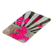 Magnet lautes Rosa Daisons (Linke Seite)