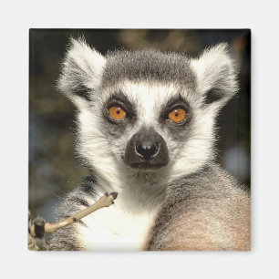 Magnet Lemur2
