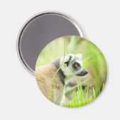 Magnet-Lemur-Ring gezähmt Magnet (Vorderseite/Rückseite)
