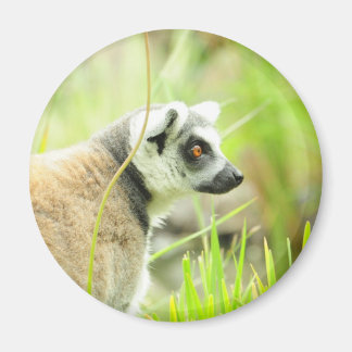 Magnet-Lemur-Ring gezähmt Magnet