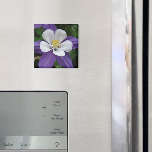 Magnet Lila und weiße Blume (In Situ (Kühlschrank))