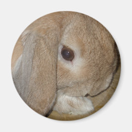 Magnet - Lop Eared Zwarf Rabbit