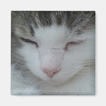 Magnet - Maine Coon Cat Bild 2