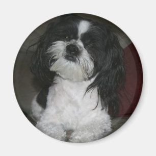 Magnet Mal-Shi