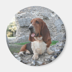 Magnet mit Basset Hound Burg Ruinen Besuch