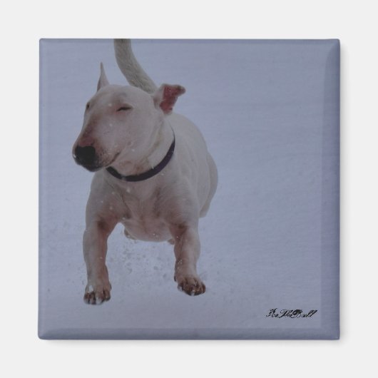 Magnet mit Bullenterre im Schnee (Vorne)