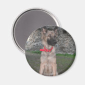Magnet mit deutschem Schäferhund (Vorderseite/Rückseite)