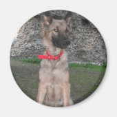 Magnet mit deutschem Schäferhund (Vorne)