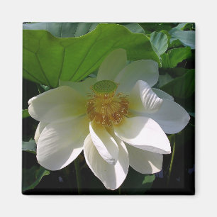 Magnet mit feiner, weißer Lotus-Blume