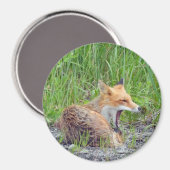 Magnet mit Fuchs (Vorderseite/Rückseite)