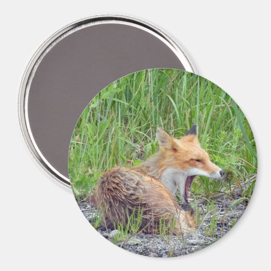 Magnet mit Fuchs (Vorderseite/Rückseite)