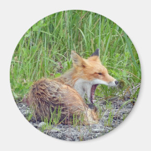 Magnet mit Fuchs