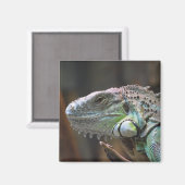 Magnet mit Kopf der farbenfrohen Iguana-Eidechse (Vorderseite/Rückseite)