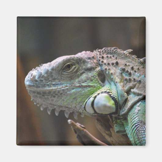 Magnet mit Kopf der farbenfrohen Iguana-Eidechse (Vorne)