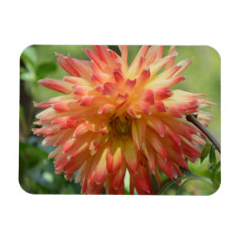 Magnet mit orangefarbenen Dahlien