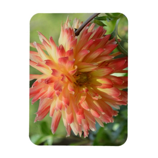 Magnet mit orangefarbenen Dahlien (Vertikal)