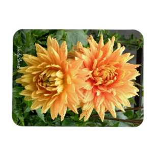 Magnet mit orangefarbenen Dahlien mit Regentropfen