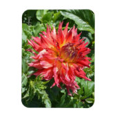 Magnet mit orangefarbener Flamme Dahlia (Vertikal)