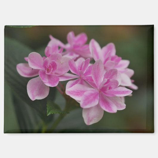 Magnet mit rosa Hortensienblüte (Vorderseite)