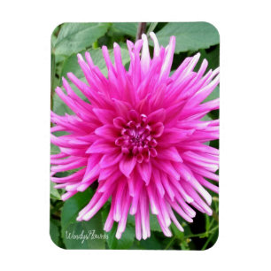 Magnet mit rosa Kakteen dahlis mit weißen Spitzen