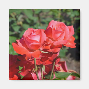 Magnet mit rosa Rosenmuster