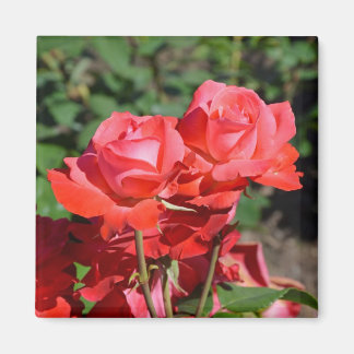 Magnet mit rosa Rosenmuster