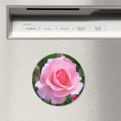Magnet mit schöner rosa Rose (In Situ (Geschirrspüler))