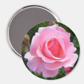 Magnet mit schöner rosa Rose (Vorderseite/Rückseite)