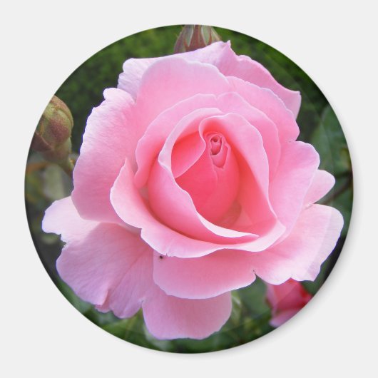 Magnet mit schöner rosa Rose (Vorne)