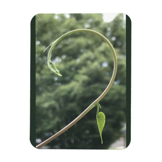 Magnet mit Trichterwindenranke und -blatt (Vertikal)