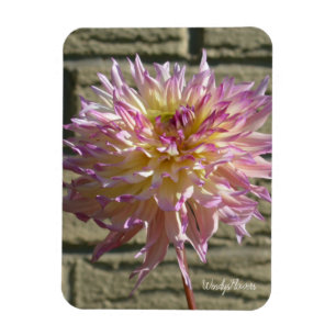 Magnet mit weißen Dahlien mit spitzen rosa Spitze