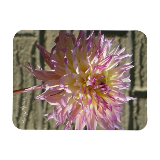Magnet mit weißer Dahlie mit spitz-rosa Spitzen (Horizontal)