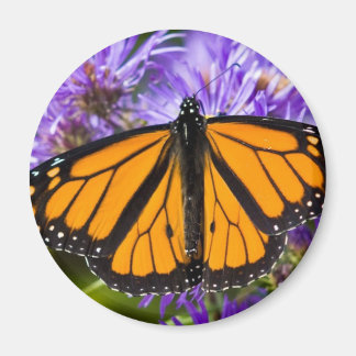 Magnet Monarch Butterfly und Lila Aster