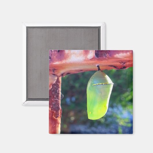 Magnet - Monarch Chrysalis (2018) (Vorderseite/Rückseite)