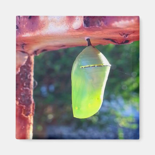 Magnet - Monarch Chrysalis (2018) (Vorne)